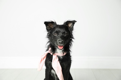 Photo of Cute black dog with neckerchief near light wall in room