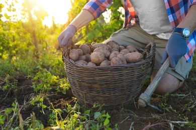 Man harvesting fresh ripe potatoes on farm, closeup