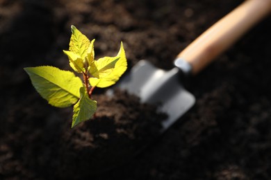 Photo of Seedling growing in soil and gardening shovel outdoors, closeup. Planting tree