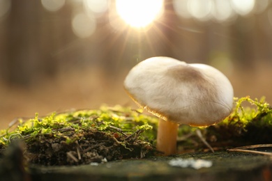 Mushroom growing in wilderness on autumn day, closeup