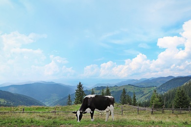 Photo of Cow grazing on green meadow in summer