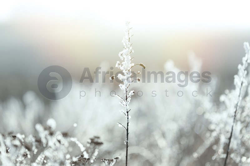 Dry grass covered with hoarfrost outdoors in early winter morning