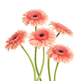 Many beautiful pink gerbera flowers isolated on white