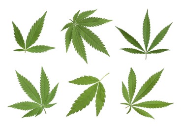 Set with green hemp leaves on white background