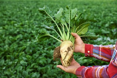 Man holding white beet in field, closeup