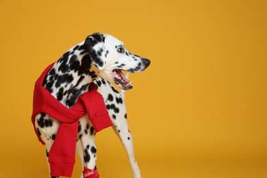 Photo of Adorable Dalmatian dog with red sweatshirt and bandana on yellow background, space for text