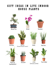 Set of different houseplants on white background. Best gifts for plant lovers 