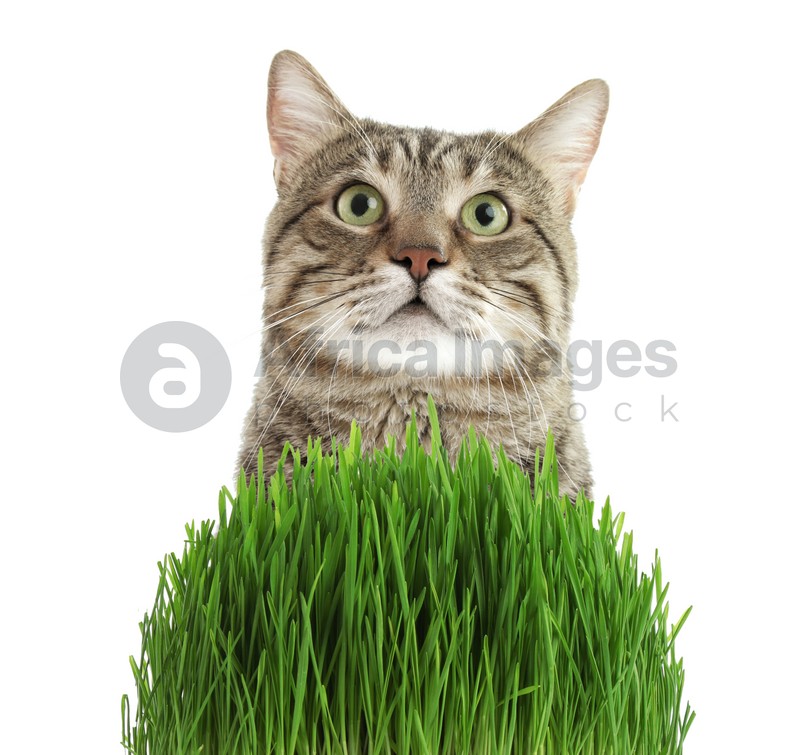 Adorable cat and fresh green grass on white background