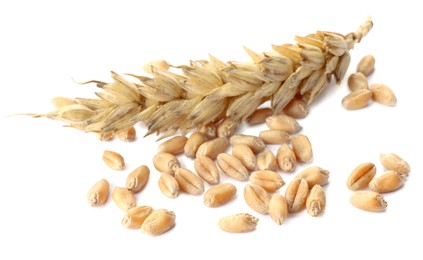 Pile of wheat grains and spike on white background