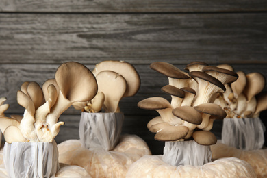 Photo of Oyster mushrooms growing in sawdust on dark wooden background. Cultivation of fungi