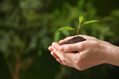 Woman holding pile of soil and seedling on blurred background, closeup. Space for text