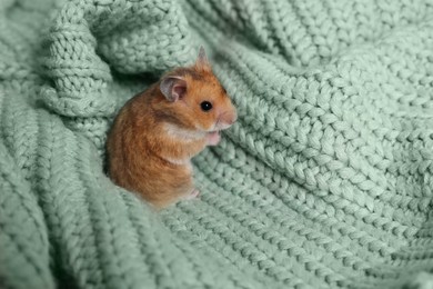 Cute little hamster on green knitted sweater, space for text