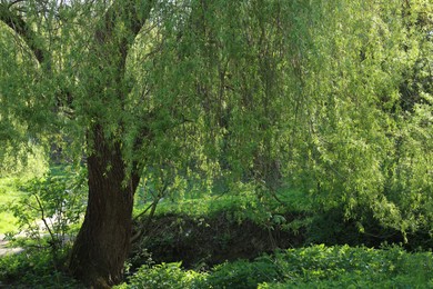 Photo of Beautiful willow tree with green leaves growing outdoors on sunny day