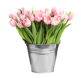 Beautiful pink spring tulips in bucket isolated on white