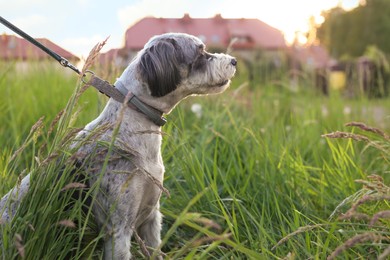 Cute dog with leash sitting in green grass outdoors, space for text