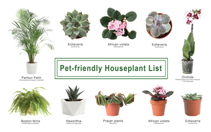 List of pet-friendly houseplants on white background