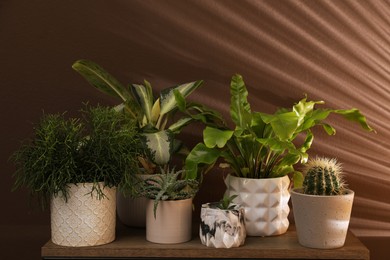 Many different houseplants in pots on wooden table near brown wall