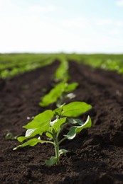 Field with young sunflower seedling in soil, closeup