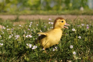 Cute fluffy duckling outdoors on sunny day, space for text