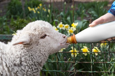 Photo of Man feeding lamb with milk in farmyard, closeup