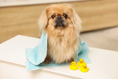 Photo of Cute Pekingese dog with towel and rubber ducks in bathroom. Pet hygiene
