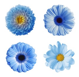 Set with different beautiful light blue flowers on white background