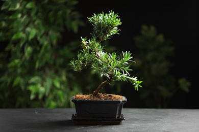 Photo of Japanese bonsai plant on grey table. Creating zen atmosphere at home