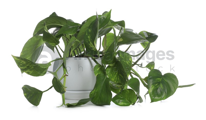 Beautiful Golden Pothos plant in pot isolated on white. House decor
