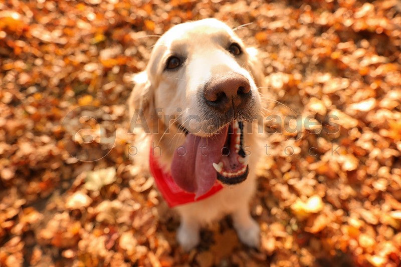 Photo of Golden retriever in autumn park, above view