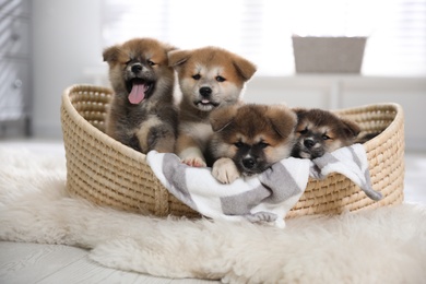 Photo of Cute Akita Inu puppies in wicker basket indoors