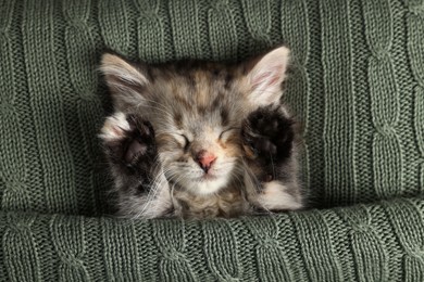 Photo of Cute kitten sleeping in knitted blanket, top view. Baby animal