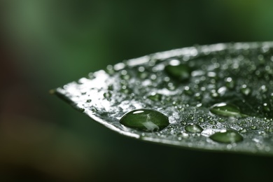 Closeup view of beautiful green leaf with dew drops