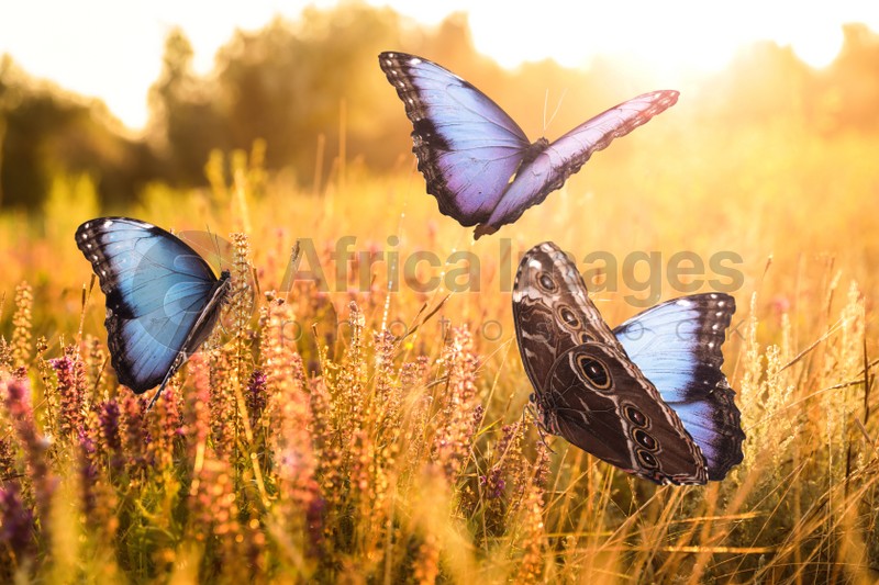 Image of Sunlit field with beautiful butterflies in morning