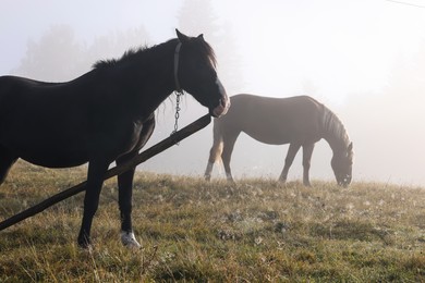 Horses grazing on pasture outdoors in misty morning. Lovely domesticated pets
