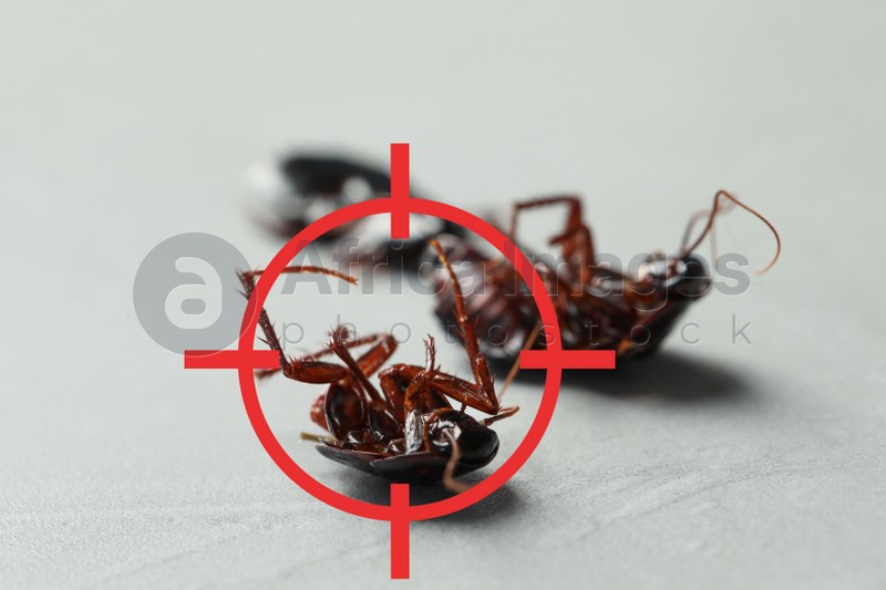 Dead cockroaches with red target symbol on grey surface. Pest control