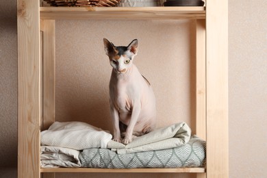 Cute Sphynx cat on wooden shelf near beige wall indoors