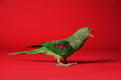 Beautiful green Alexandrine Parakeet on red background