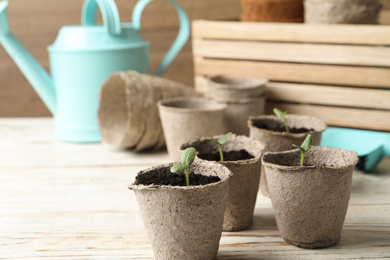 Young seedlings in peat pots on white wooden table
