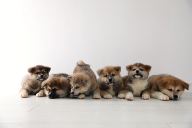 Photo of Adorable Akita Inu puppies on floor near light wall. Space for text