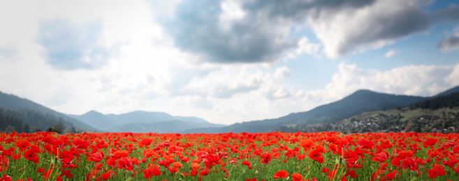 Many blooming poppy flowers on mountain meadow. Banner design