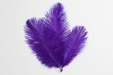 Beautiful delicate purple feathers on white background