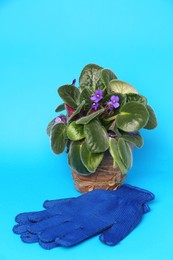 Gardening gloves and pot with beautiful houseplant on light blue background