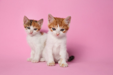 Cute little kittens on pink background. Baby animals