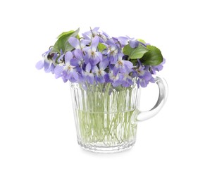 Beautiful wood violets in glass cup on white background. Spring flowers