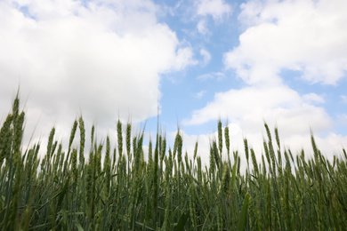 Agricultural field with ripening cereal crop under cloudy sky, closeup view
