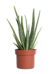 Photo of Aloe vera in flowerpot isolated on white