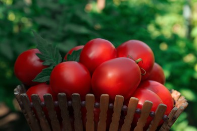 Bowl with fresh tomatoes on blurred background, closeup
