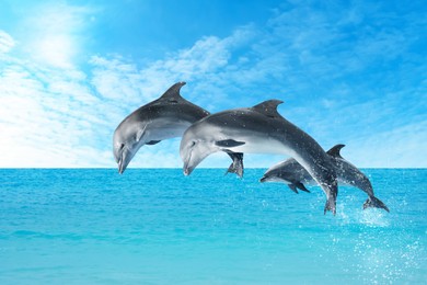 Beautiful bottlenose dolphins jumping out of sea with clear blue water on sunny day 