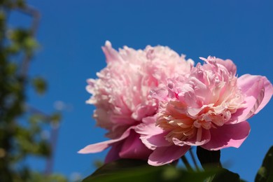 Photo of Wonderful pink peonies in garden against sky, closeup. Space for text