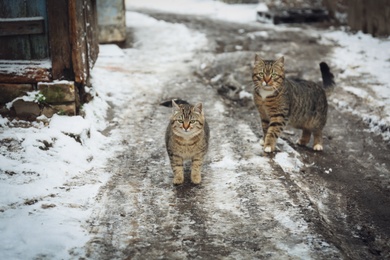 Homeless cats outdoors on winter day. Abandoned animals